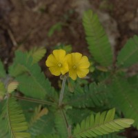 Biophytum intermedium Wight